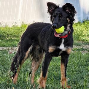 Dash, Shepherd, Australian, adult, available for adoption