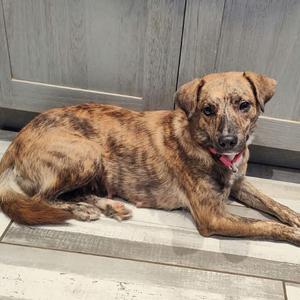 Angel, Mixed Breed (Medium), young, available for adoption