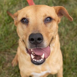 Arlo, Mixed Breed (Medium), adult, available for adoption