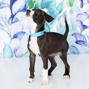 Babs, Mixed Breed (Medium), puppy, available for adoption