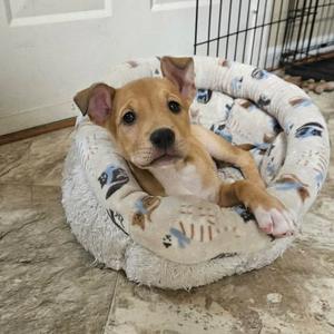 Buzz, Mixed Breed (Medium), puppy, available for adoption