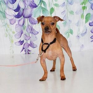 Baby, Mixed Breed (Small), adult, available for adoption