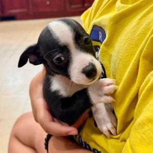 Blynken, Mixed Breed (Small), puppy, available for adoption