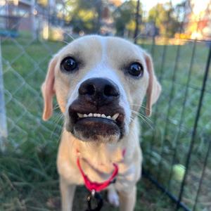 Angelfish, Mixed Breed (Small), young, available for adoption
