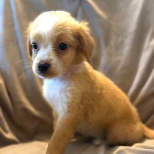Delia, Mixed Breed (Small), puppy, available for adoption