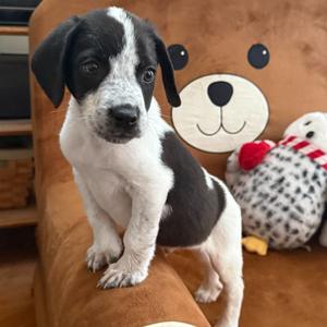 Bartholomew, Retriever, Labrador, puppy, available for adoption