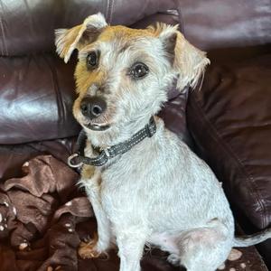 Carlos, Mixed Breed (Small), young, available for adoption
