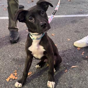 A black and white puppy with a blue collar sitting on a paved surface.