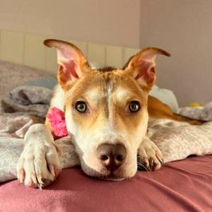 Bettina, Mixed Breed (Medium), adult, available for adoption