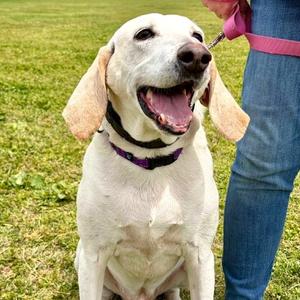 Apollo, Mixed Breed (Medium), adult, available for adoption