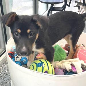 Blake, Mixed Breed (Medium), puppy, available for adoption