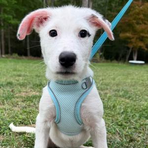 Beatrice, Mixed Breed (Medium), puppy, available for adoption