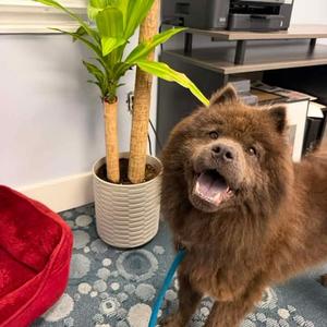 Avani, Chow Chow, adult, available for adoption