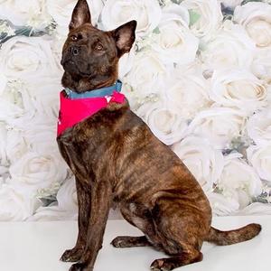 Caramel Drizzle, Mixed Breed (Medium), young, available for adoption