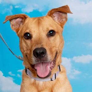 Arlo, Mixed Breed (Medium), adult, available for adoption