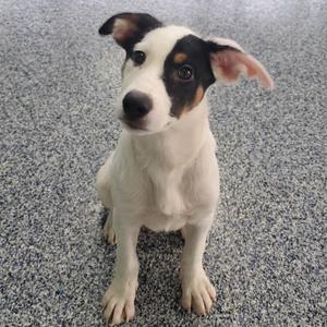 a small white dog with black and brown patches sitting on a gray carpet