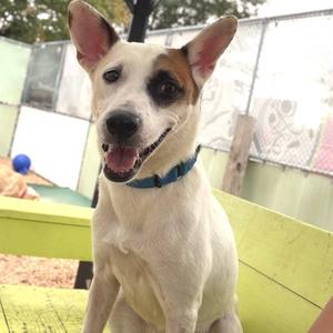Coral Beauty, Mixed Breed (Small), young, available for adoption