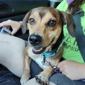 Bibbidi, Mixed Breed (Small), adult, available for adoption