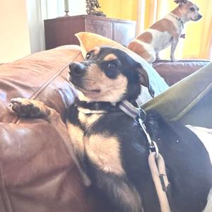 Berlin, Mixed Breed (Small), adult, available for adoption
