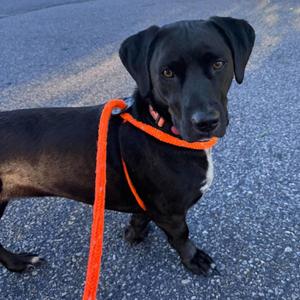 Brooklyn, Mixed Breed (Medium), adult, available for adoption