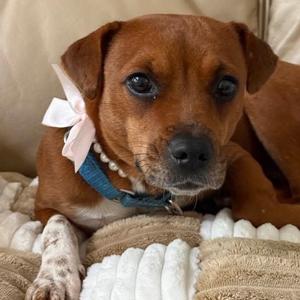 Basket Star, Mixed Breed (Medium), young, available for adoption