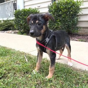 Bobby, Mixed Breed (Medium), puppy, available for adoption