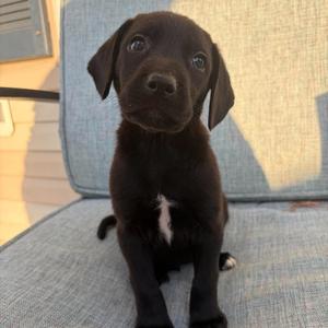 Denali, Mixed Breed (Medium), puppy, available for adoption