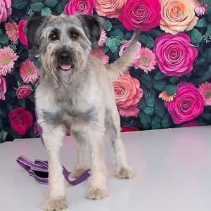 BK, Mixed Breed (Medium), adult, available for adoption