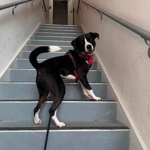 Brody, Mixed Breed (Medium), adult, available for adoption