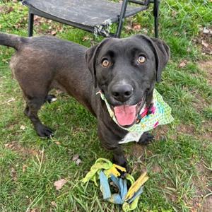 Brooklyn, Mixed Breed (Medium), adult, available for adoption
