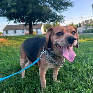 Betty Spaghetti, Mixed Breed (Medium), young, available for adoption