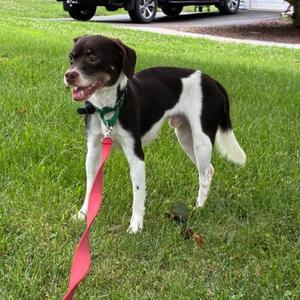 Boppidi, Mixed Breed (Small), young, available for adoption