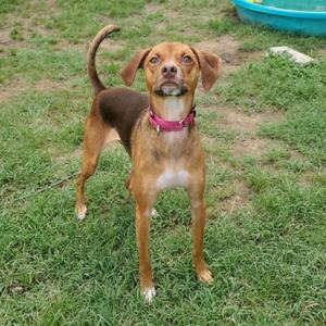 Buffy, Mixed Breed (Medium), young, available for adoption
