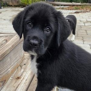 Button, Pyrenees, Great, puppy, available for adoption
