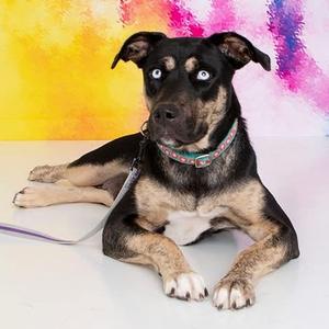 Blessings, Mixed Breed (Medium), adult, available for adoption