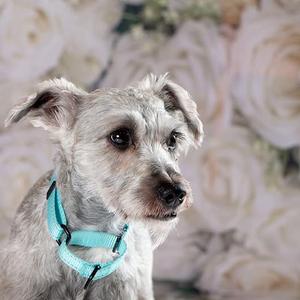 Carlos, Mixed Breed (Small), young, available for adoption
