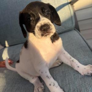 Acadia, Mixed Breed (Medium), puppy, available for adoption