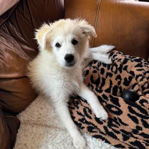 Bella, Mixed Breed (Medium), puppy, available for adoption