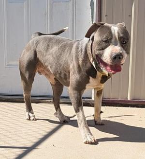 A grey and white pitbull dog standing on concrete in front of a white door.