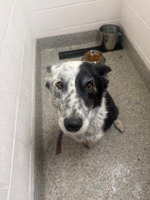 A black and white dog with a speckled face is sitting on a tiled floor, looking up at the camera. The dog has a purple collar and is in a room with a metal bowl and a bucket in the background.