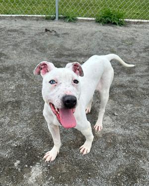 A white dog with blue eyes and pink ears standing on a concrete surface, looking up with its mouth open and tongue out.