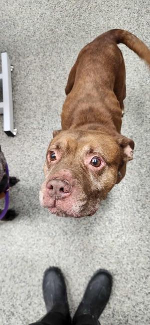 Antimony, Terrier, adult, available for adoption