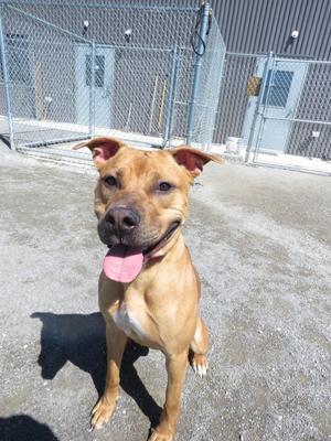 A tan pit bull mix dog with floppy ears and its tongue sticking out sits on a gravelly surface in front of a chain-link fence and a building.
