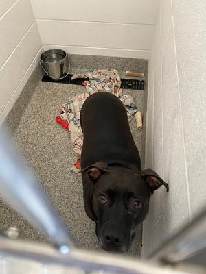 Milwaukee (Storm), Terrier/Mix, adult, available for adoption