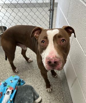 Tuckie, Terrier, adult, available for adoption