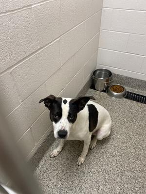 A black and white dog with floppy ears sits on a speckled gray floor in a room with a white brick wall and two metal bowls, one filled with kibble.