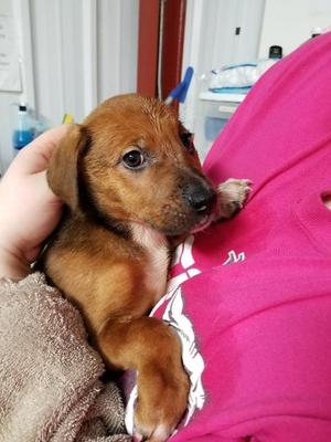 Coltin (Shiloe), Labrador Retriever/Hound, senior, available for adoption