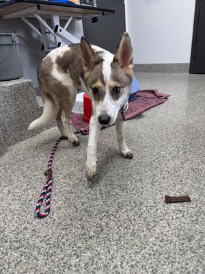 A medium-sized dog with white and brown fur and large ears stands on a speckled floor, looking towards the camera. A blue collar and leash are visible, and a dog treat lies on the floor.