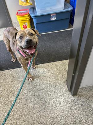 Bahama Mama, Pit Bull Terrier, adult, available for adoption