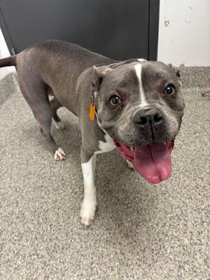 A grey and white pit bull mix dog with its tongue hanging out, looking at the camera.